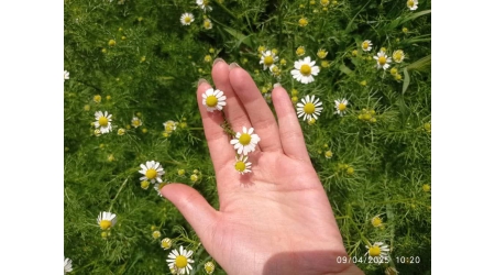 خواص گیاه دارویی بابونه