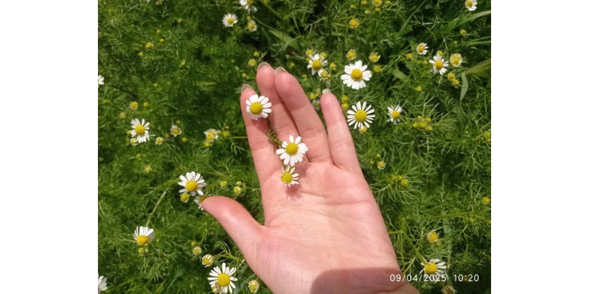 خواص گیاه دارویی بابونه خواص گیاه دارویی بابونه